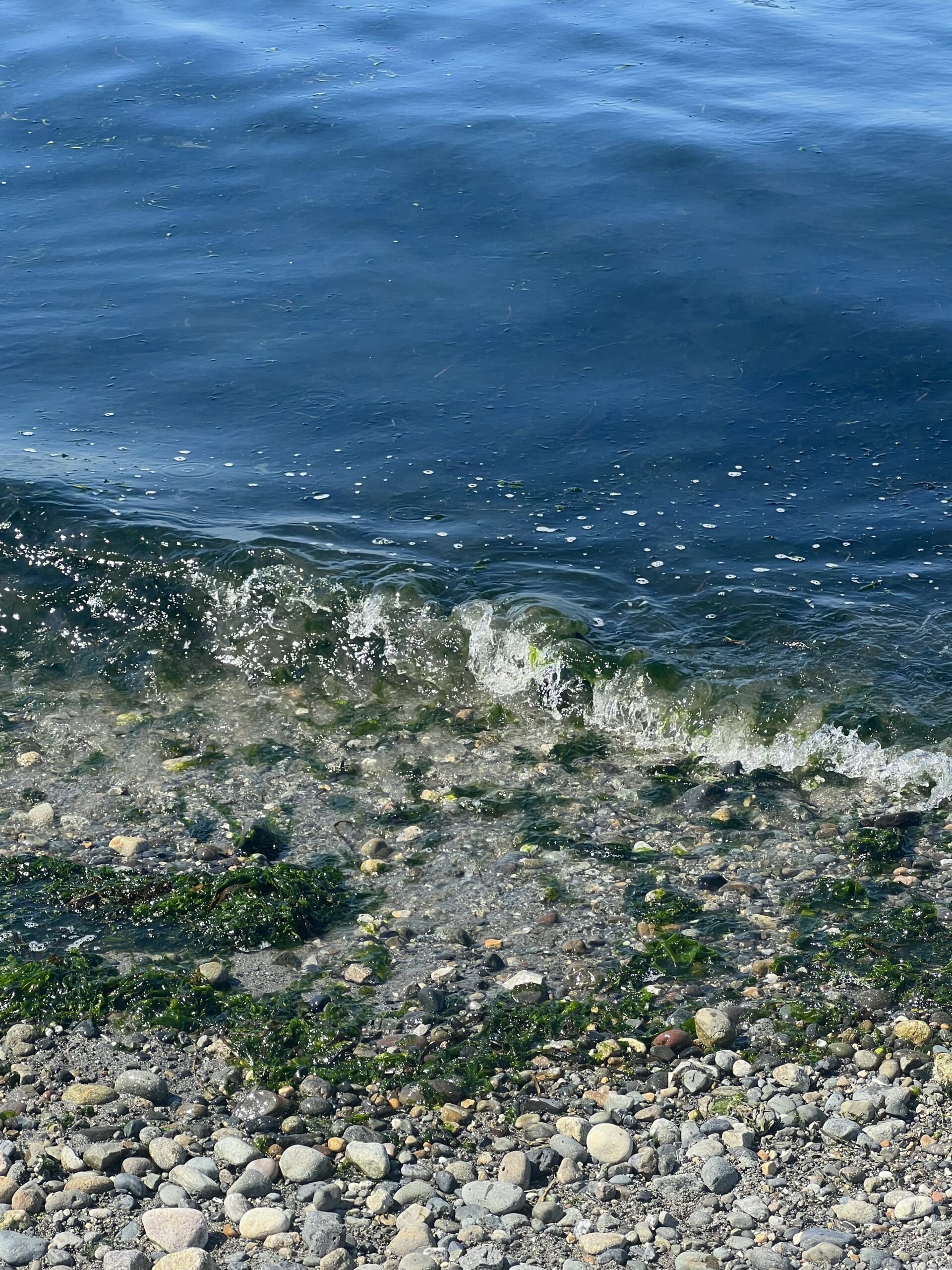 Marina Park Sea Weed